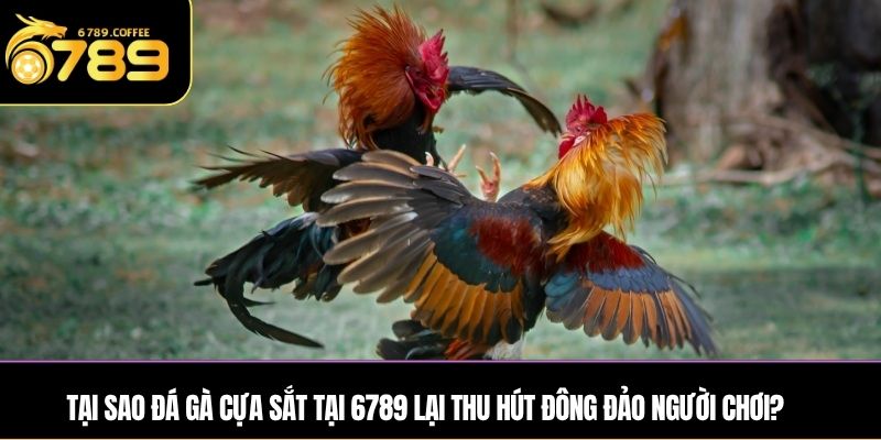 Tại sao đá gà cựa sắt tại 6789 lại thu hút đông đảo người chơi?