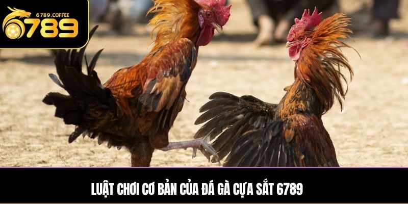 Luật chơi cơ bản của đá gà cựa sắt 6789