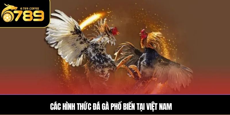 Các hình thức đá gà phổ biến tại Việt Nam